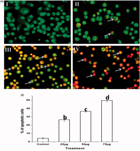 Figure 8. The fluorescence microscopic images illustrate the Ps-AgNPs induced apoptotic morphological changes evaluated by dual staining (AO/EtBr). (A) Untreated TPC1 cells (I) showed green fluorescence indicates viable cells stained with AO. A red colour arrow indicates viable cells and a white colour arrow indicates apoptotic cells in treated cells (II–IV). The images were acquired by floid cell imaging station. (B) The graphical presentation shows the percentage of apoptotic cells. All experiments were performed in triplicate and all the values were expressed as mean ± standard deviation of three replicates. The b,c,d superscripts indicate significant difference from control (p<.05).