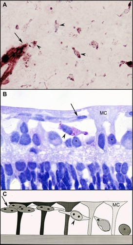 Figure 1 Vasculogenesis in the newborn dog.