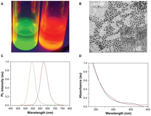 Figure 2 Properties of CdTe QDs. (A) Images of two kinds of CdTe QDs solution under ultraviolet light. (B) HRTEM images of CdTe QDs. (C) Photoluminescence spectra of two kinds of QDs. (D) Absorption spectrum of two kinds of CdTe QDs.Abbreviations: HRTEM, high-resolution transmission electron microscope; QDs, quantum dots; CdTe, cadmium telluride; au, arbitrary units.