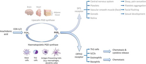 Figure 2. Prostaglandin D2 biology.