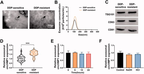 Figure 9. CircVMP1 expression is markedly increased in the serum exosomes of DDP-resistant NSCLC patients compared with DDP-sensitive NSCLC patients. (A) The TEM images of serum exosomes in DDP-resistant/sensitive NSCLC patients were shown. (B) NTA uncovered the size and concentrations of serum exosomes in DDP-resistant/sensitive NSCLC patients. (C) Western blot assay was carried out to measure the expression of exosomal marker proteins (TSG101, CD63, and CD81). (D) RT-qPCR was performed to analyze the expression of circVMP1 in the serum exosomes in DDP-resistant/sensitive NSCLC patients. (E and F) Serum exosomes were exposed to different conditions including incubation at room temperature (0, 6, 12, or 24 h) and low (pH = 1) or high (pH = 13) pH solution for 3 h at room temperature. The stability of circVMP1 was analyzed by RT-qPCR. ***p < .001.