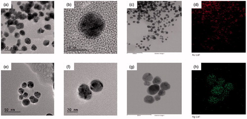 Figure 2. TEM images of spherical (a, b, and c) FA-AuNps and (e, f, and g) FA-AgNps. Elemental mapping of (d) gold and (h) silver.