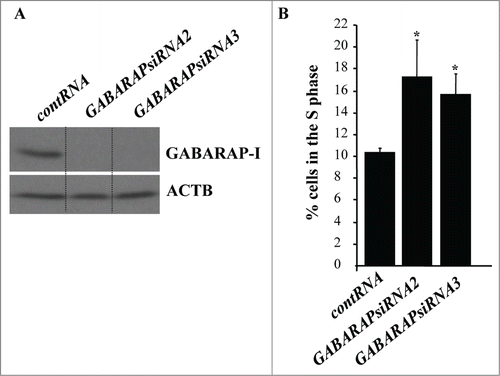 Figure 6. GABARAP ablation increases the fraction of detached intestinal epithelial cells in the S-phase of the cell cycle. (A) IEC-18 cells were transfected with 100 nM control RNA (contRNA) or GABARAP-specific small interfering RNA (GABARAPsiRNA)2 or 3 and assayed for GABARAP expression by western blot. ACTB was used as a loading control. (B) IEC-18 cells were treated as in (A), detached from the ECM for 14h and assayed for the distribution of the cells in phases of the cell cycle by flow cytometry. Percentage of the cells in the S phase of the cell cycle is shown. The numbers represent the average of 3 independent experiments plus the SD. * indicates that the p-value was less than 0.05.
