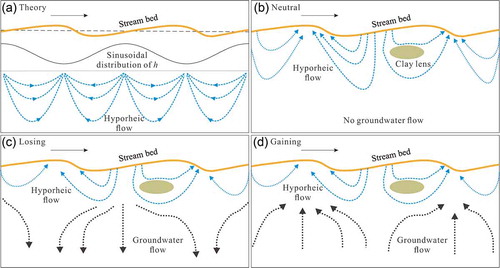 Figure 1. Conceptual illustrations of: (a) theory of Elliott and Brooks (Citation1997a, Citationb); (b)–(d) hyporheic flow (blue dotted line) field and groundwater flow (black dotted line) field beneath the stream bed with dunes under different streamflow conditions (no recharge or discharge, recharge in a losing stream and groundwater discharge in a gaining stream, respectively). Black solid lines in (a) represent the distribution of sinusoidal varied pressures. The black arrows show the flow direction of surface water.