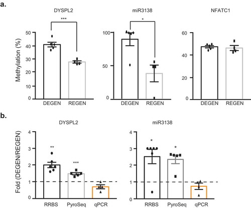 Figure 5. Cross-validation of methylation profiling and sequence-specific methylation of DYSPL2 and miR3138. (a) Percent CpG methylation for DPYSL2, miR3138, and NFATC1 measured by conventional pyrosequencing. The data are presented as mean ± SEM, and an unpaired t-test was used. (b) Methylation and gene expression fold change in the degenerators relative to the regenerators within analysis platform (RRBS, pyrosequencing, and qPCR). Dashed line represents the average gene expression by qPCR analysis of the regenerator group. *p < 0.05, **p < 0.01, ***p < 0.001. For RRBS: DEGEN n = 6; REGEN n = 4. For pyrosequencing: DEGEN n = 5; REGEN n = 4. For qPCR: DEGEN n = 4, REGEN n = 3.