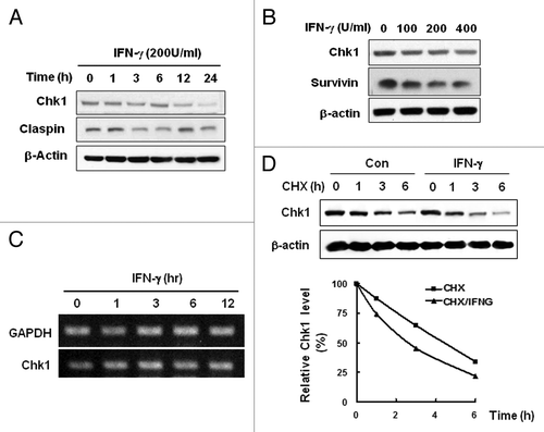 Figure 2. IFNγ treatment induces instability of Chk1 protein. (A) HeLa cells were treated with 200 U/ml IFNγ up to 24 h, and Chk1 expression was measured by western blot analysis. (B) Cells were treated with 0, 100, 200, or 400 U/ml of IFNγ for 12 h, and Chk1 protein levels were determined by western blot analysis. (C) Cells were treated with 200 U/ml IFNγ for 0, 1, 3, 6, or 12 h, and Chk1 mRNA levels were determined by RT-PCR. (D) Cells were treated with 100 μg/ml cyclohexamide (CHX) and cultured for the indicated times after 12 h treatment with 200 U/ml IFNγ. Chk1 protein levels were determined by western blot analysis. β-actin was used as a loading control. The figure shows representative data from three independent experiments.