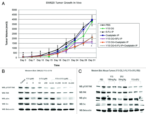 Figure 8. (A) Combination of Y15 and 5FU, Y15 and oxaliplatin, and Y15 plus 5-FU plus oxaliplatin more significantly decreases tumor growth in vivo than each agent alone. The tumor growth experiment was performed on established with oral Y15 and 5-FU and oxaliplatin, as described in Materials and Methods. Combination of Y15 and 5-FU or Y15 plus oxaliplatin decreases colon cancer tumor growth in vivo more significantly then each agent alone and combination of all three agents together is the same as dual inhibition and is more significant than single dose of each inhibitor/chemotherapy drug. *P < 0.05, the Student t test. (B) Combination of Y15 and 5-FU decreases Y307-FAK and p-Src more significantly than each agent alone after treatment of SW620 cells with Y15, 5-FU, and Y15 plus 5-FU in vitro. Western blotting with Y397-FAK and Y418-Src and total FAK and Src antibodies was performed after treatment of SW620 cells with Y15, 5-FU, or Y15+5FU. β-actin was used as a control. Combination treatment of Y15 plus 5-FU decreases more significant Y397-FAK and p-Src than each agent alone. (C) Combination of Y15 and 5-FU decreases Y397-FAK and p-Src more significantly than each agent alone in tumor xenografts after treatment with these agents alone or in combination. The tumors from (A) were collected and analyzed by western blot with pY397-FAK and p-Src and total FAK and p-Src antibodies. β-actin was used as a control. The combination treatment more significantly decreased Y397-FAK, p-Src than each agent alone in xenograft tumors.
