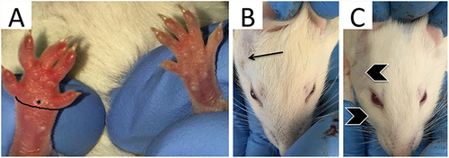 Figure 1 Paw circumference measurement and physical signs of edema 4 hours after carrageenan injection in the mouse and rat models. (A) The black line surrounding the mouse paw demonstrates position of edema measurement (360° around the paw) from the 1st metatarsophalangeal joint to 5th metatarsophalangeal for measurement of paw circumference. (B) A Wistar rat with a shaved right pre-auricular region (arrow) prior to carrageenan injection and (C) with observable edema in the pre-auricular and peri-orbital regions (chevrons) 4 hours after carrageenan injection.