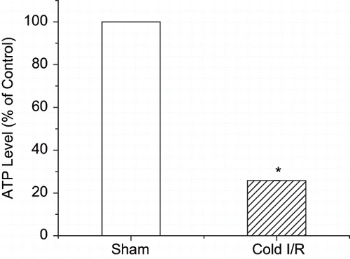 Figure 4 ATP levels of renal extracts following renal cold I/R. Values are expressed as percent change from sham animals (set as 100%) ± SEM, n  =  5. *p < 0.05 compared with sham rats.