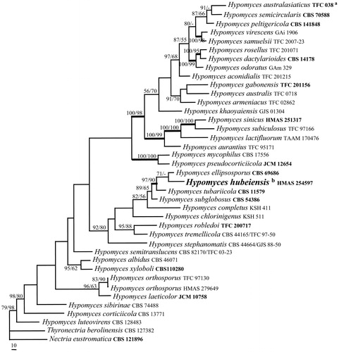 Figure 1. A MP tree generated based on the combined datasets of ITS, LSU and EF-1α sequences of Hypomyces species. Supporting values showing at branches: MLBP (left) and MPBP (right). MLBP and MPBP greater than 50% are shown at the nodes. The branch support values ≥90 are indicated by thicker lines. Genbank accession numbers in bold indicate the sequences from ex-type strains. The scale bars indicate number of nucleotide substitutions per site.