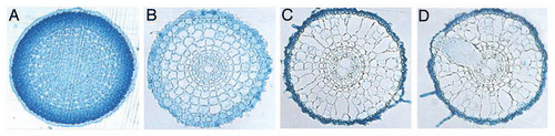 Figure 1 Root cross sections of plants transformed with OsNAR2.1 promoter-GUS genes. The expression specificity of OsNAR2.1 in the root of ten-day-old seedlings (Oryza sativa L. ssp. Japonica cv. Nipponbare) cultured with de-ionized water containing 25 mgL−1 hygromycin. Transverse sections are taken from approximately 0.5 mm (A), 1.5 mm (B), 1 cm (C) and 1.5 cm (D) from the root tip.