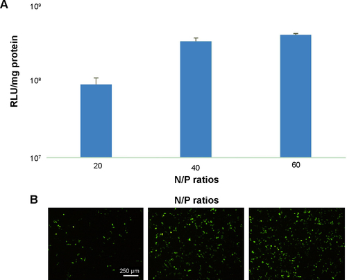 Figure S3 Gene transfection efficiency of LRHss4/pDNA in HEK293T cells.Notes: (A) Luciferase expression. (B) EGFP expression. Data are expressed as mean ± SD (n=3). The N/P ratio is the ratios of moles of the amine groups of cationic polymers to those of the phosphate groups of DNA.Abbreviations: EGFP, enhanced green fluorescent protein; LRHss, reducible chimeric polypeptide containing two functional peptides: octa-l-arginine and tetra-l-histidine peptides; pDNA, plasmid DNA; RLU, relative luciferase unit; SD, standard deviation.