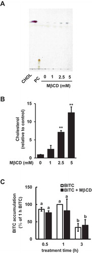 Figure 1. Modulating effects of MβCD on the medium cholesterol and intracellular BITC levels. (a and b) Enhancing effect of MβCD on the medium cholesterol level. The cells were treated with MβCD (0, 1, 2.5, and 5 mM). The cholesterol level in the medium was determined by a TLC analysis. Representative chromatogram (a) and quantitative data (b). PC; phosphatidylcholine. (c) Effect of MβCD on the intracellular BITC level. The cells were treated by MβCD (2.5 mM) for 1 h, then incubated with or without BITC (50 μM) for the indicated periods. Equal quantities of protein samples were subjected the cyclocondensation assay. All values were expressed as means ± SD of three separate experiments (*p < 0.05, **p < 0.01 compared to negative control).