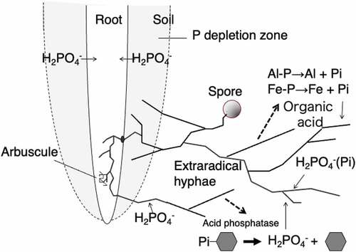 Figure 2. Arbuscular mycorrhizal fungal colonization in the roots of plants and the mechanisms of the acquisition of plant-unavailable organic and inorganic phosphates by extraradical hyphae.