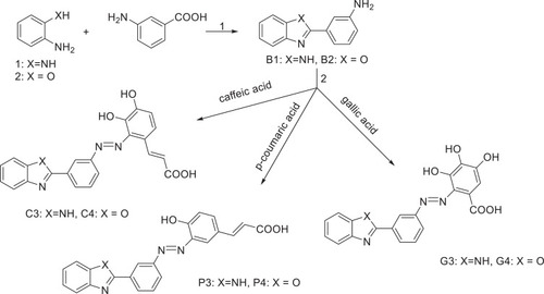 Scheme 2 Synthesis of compounds C3-4, G3-4 and P3-4; Conditions and reagents; 1) polyphosphoric acid, stirred for 4h at 220 oC, Na2CO3, crystallization from EtOH. 2) HCl, and Sodium nitrite, at zero oC, added to phenolic acid in NaOH 10%, stirring for 48h, ice bath.