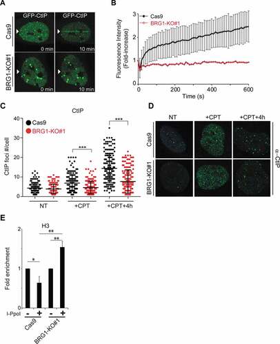 Figure 4. Inactivation of BRG1 impairs the recruitment of CtIP to DSBs. (a) Live cell confocal microscopy was used to monitor the recruitment of GFP-CtIP to laser-induced DSBs. Control cells (Cas9) and cells lacking BRG1 (BRG1-KO) were transfected with GFP-CtIP and 24 h post-transfection cells were incubated with BrdU (10 μM for 24 h). Laser micro irradiation experiments were performed using a 405 nm laser. Images were collected before laser irradiation and every 10 sec after irradiation for 10 min. Representative images are shown. (b) Quantification of the recruitment of GFP-CtIP was performed using ImageJ. A minimum of 20 cells were measured per genotype. Graph represent averages ± SD. (c) Inactivation of BRG1 impairs CtIP foci formation after CPT. Control cells (Cas9) and cells lacking BRG1 (BRG1-KO) were synchronized at late S/G2 phase of the cell cycle by double thymidine block. Cells were released from the second thymidine block and allowed cell cycle progression for 8 h (late G2). Cells were then treated with CPT (1 μM for 1 h). Cells were fixed and immuno-labeled with an antibody against CtIP, and nuclei were stained with DAPI. Images were acquired and CtIP nuclear foci were counted using ImageJ and approximately 50 cells were counted by time point, per experiment. (d) Representative confocal microscopy images of CtIP foci are shown at the indicated times. (e) Control cells (Cas9) and cells lacking BRG1 (BRG1-KO) were transduced with a retrovirus expressing ER*-HA-I-PpoI. These cells were treated for 12 h with tamoxifen (2 μM, + I-PpoI) or not (- I-PpoI), crosslinked and nuclear extracts were prepared. Chromatin immunoprecipitation was performed for histone H3. Quantitative PCR was performed to determine the amount of histone H3 present at the specific locus (489 bp 3ʹ to the I-PpoI cut site in the rDNA region). Fold enrichment was calculated by dividing the percentage (%) of input of the + I-PpoI by the – I-PpoI. The % of input refers to the amount of DNA obtained from the immunoprecipitation of the given factor divided by the total amount of DNA (input). All experiments were done in triplicate and graphs represent averages of three independent experiments ± SD (* p < 0.05, ** p < 0.01, *** p < 0.001 by student t test)