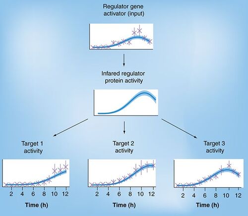 Regulatory model for three candidate target genes. Crosses denote measured gene-expression levels with error bars.The model reconstructions are shown as a dashed line along with shaded posterior confidence intervals.Reproduced with permission from Antti Honkela (Aalto University).