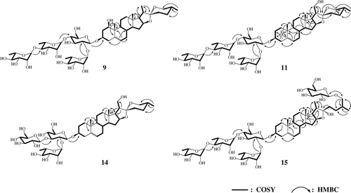 Fig. 2. The important HMBC (arrow) and 1H–1H COSY (bold line) correlations.