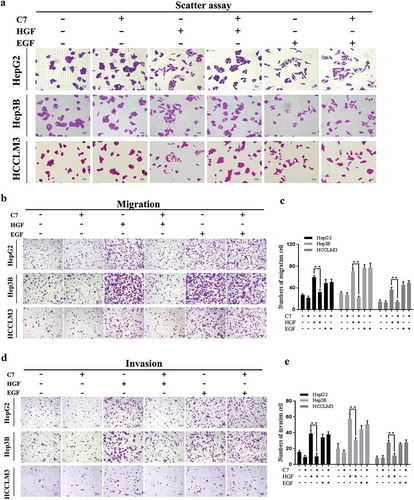 Figure 2. Effect of the C7 peptide on HGF-induced cellular functions.(a) Measurement of cell scatter treated with C7 coupled with or without HGF and EGF in HepG2, Hep3B and HCCLM3 cells for 24 h, magnification ×200. (b) Representative photographs of the transwell assay, magnification ×100. (c) The statistical result of cell migration in three cells. (d) Representative photographs of representative quantifications of cells that had invaded through the Matrigel and pores, magnification ×100. (e) The statistical result of cell invasion in three cells. C7:100 μg/ml, HGF: 20 ng/ml, EGF: 10 ng/ml. **P < .01. All viable cells were visualized using crystal violet staining and photographed. At least three independent experiments were performed.