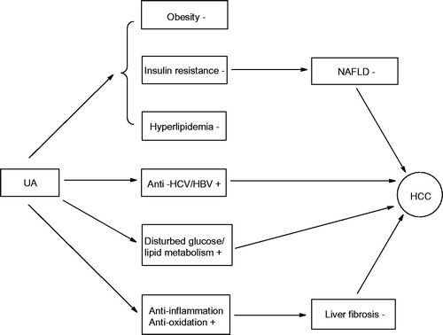 Figure 2. The anti-hepatocellular carcinoma mechanism of UA.