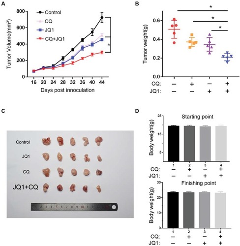 Figure 5 Autophagy inhibitor CQ synergises with BET inhibitor JQ1 in suppressing the growth of JQ1-resistant xenograft ovarian tumours in vivo. (A) A2780 cells were injected subcutaneously into the flank of NSG mice. The mice were randomised into four indicated treatment groups (n=5) after 2nd week and treated daily with vehicle control, 20 mg/kg JQ1, 80 mg/kg CQ, or in combination for 30 days. The tumour sizes were measured at the indicated time points. *P < 0.05. (B) Tumour weight was measured as a surrogate for tumour burden at the end of treatment. *P < 0.05. (C) Tumour mass images of A2780 model mice at day 45. P < 0.05 vs control group or JQ1-alone or CQ-alone treatment group. (D) Bodyweight of the mice from the indicated treatment groups at the starting and finishing points of the treatments. There is no statistical difference between the different treatment groups. Data are represented as mean with SEM (n = 5 mice/group).