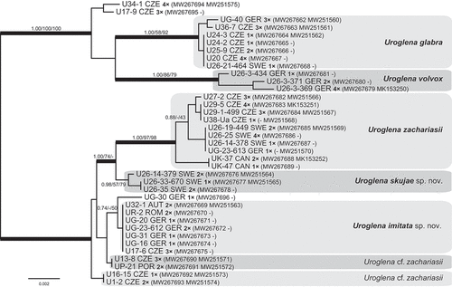 Fig. 5. Phylogeny of the genus Uroglena obtained by Bayesian inference of the concatenated ITS rDNA and rbcL dataset. The analysis was performed under a partitioned model, using different substitution models for each partition. Values at the nodes indicate statistical support estimated by three methods: MrBayes posterior node probability (left), maximum likelihood bootstrap (middle) and weighted maximum parsimony bootstrap (right). Only statistical supports with posterior probability higher than 0.7 are shown. Thick branches highlight nodes receiving the highest posterior probability support (1.00). Number of isolates sharing identical DNA sequences within a strain is indicated as ‘1–4×’. Scale bar represents the expected number of substitutions per site.