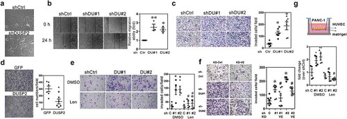 Figure 4. Knockdown of DUSP2 mediates autocrine function in pancreatic cancer cells via VEGF-C signalling. (a) Representative image shows the morphology of control and DUSP2 knockdown in PANC-1 cells. (b) Representative image (left) and the quantitative result (right, n = 3) show the migration ability in DUSP2-KD PANC-1 cells. Control (ctrl) and DUSP2-KD (DU#1 and DU#2) PANC-1cells were seeded in the 24-well plate to confluent and a straight scratch was made by pipette tips. Images were recorded and analysed after 24 h. (c) Representative image (left) and the quantitative result (right, n = 3) show cell invasion ability in control and DUSP2-KD PANC-1 cells. (d) Expression of DUSP2-GFP in MIA PaCa-2 cells inhibited cell migration through transwell. MIA PaCa-2 cells were transfected with GFP or DUSP2-GFP, equal numbers of cells were plated on top of transwell. Data represent mean and SEM from two independent experiments (performed in triplicate) using different batches of cells. (e) Representative images (left) and the quantitative result (right, n = 3) show increased invasion ability in DUSP2-KD PANC-1 cells was suppressed when treated with VEGFR2/R3 inhibitor, Lenvatinib (10 nM). *P < 0.05 compared to control, # P < 0.05 compared to DUSP2-KD. (f) Representative images (left panels) and quantitative result (right, n = 3) show knockdown of VEGF-C abolished loss-of-DUSP2-mediated increased invasion ability. VEGF-C was transient knocked down in control and DUSP2-KD PANC-1 cells. Cell invasion ability was measured in matrigel-coated transwell. *P < 0.05 compared to control, # P < 0.05 compared to DUSP2-KD. (g) Schematic diagram (top) and quantitative result (bottom, n = 3) show increased transendothelial migration assay in control and DUSP2-KD PANC-1 cells were suppressed when treated with VEGFR2/R3 inhibitor. Endothelial cells were seeded to a matrigel-coated transwell. After the endothelial layer was formed, PANC-1 control and DUSP2-KD cells were added to the chamber and transendothelial migration ability was measured after 16 h. *P < 0.05 compared to control, #P < 0.05 compared to DUSP2-KD. *P < 0.05; **P < 0.01.