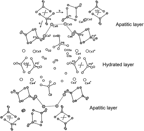 Figure 2. Crystal structure of OCP projected down from the c-axis direction. The shaded atoms correspond to the apatitic layer and the non-shaded atoms correspond to the hydrated layer. Reprinted from reference [Citation13] with permission.