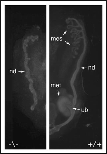 Figure 3 The intermediate mesoderm in Pax2 mutant mice. The region of intermediate mesoderm in wild-type (+/+) and Pax2 homozygous null (−/−) embryos was dissected out and stained with antibodies against cytokeratin, which marks the nephric duct (nd) and Pax2, which marks the metanephric mesenchyme (met) and the mesonephric tubules (mes) tubules. Note the lack of ureteric bud (ub) in Pax2 mutants, even though the nephric duct is initially formed.