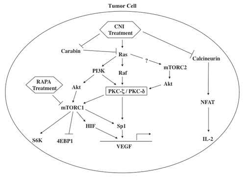Figure 1 Potential crosstalk among Ras, PKCζ/PKCδ and the mTOR signaling pathway(s) regulating calcineurin inhibitor (CNI)-induced VEGF overexpression in renal cancer cells. Following CNI treatment, the Ras-PKC pathway becomes activated and promotes transcriptional activation of VEGF through the transcription factor Sp1. Carabin may play a significant role in CNI-induced Ras activation. CNI-induced and Ras-PKC-mediated signals can also be channeled through mTOR for the regulation of VEGF expression; Ras- and PKC (PKCζ/PKCδ)-mediated signals can promote the activation mTOR complex1 (mTORC1). Together, mTOR may act as a critical intermediary signaling molecule for CNI-induced VEGF overexpression in renal cancer cells.