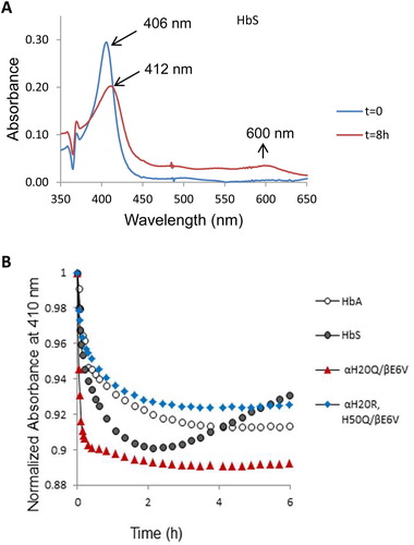 Figure 5. Kinetics of heme dissociation from HbS and its mutants. (A) Absorbance spectra of the ferric (met) form of HbS (blue) and holoMb (H64Y/V86F) (red) during the course of heme transfer. (B) Absorbance changes at 410 nm are plotted as a function of time. Time courses for HbA, HbS and HbS mutants (αH20Q/βE6 V and αH20R/H50Q/βE6 V) were fitted to a double exponential expression. Estimated rates of heme transfer for all mutants and controls are listed in Table 1.