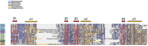 Figure 6. Sequence alignment of Pof8 (LARP7-like) RRM2 from different Fungi lineages showing primary and secondary sequence conservation. The amino acids are coloured in blue based on their conservation. Experimentally determined positions of the S. Pombe Pof8 (SpPof8) secondary structure[Citation39] are schematically represented above the alignment. For other sequences, secondary structure predictions, inferred using the Phyre2 software are superimposed. The origin of each sequence is colour-coded
