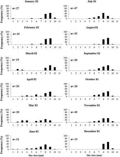 Figure 3. Size-frequency distributions of Jujubinus striatus, with the number of collected specimens (n), from the whole transect.