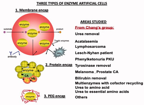 Figure 13. Left: Enzymes inside artificial cells, unlike those in free solution, do not have immunological problems. These can be in the form of membrane encapsulation, protein encapsulation or PEG covering of the enzyme molecule. Right: This approaching has been studied for a number of medical applications. Updated from Chang [Citation9,Citation10] with copyright permission.