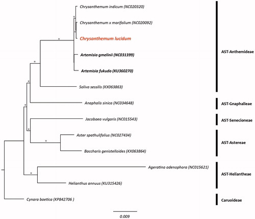 Figure 1. Phylogenetic tree of Chrysanthemum lucidum and related taxa using the complete chloroplast genome sequences. Asterisks indicate a branch which was supported by 100% bootstrap values. (AST: subfamily Asteroideae).
