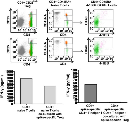Figure 4. Treg-mediated down-regulation of IFNγ production by naïve T cells and AIM + T cells in co-culture. SARS-CoV-2 spike-specific Treg, naïve CD4+ T cells, AIM + CD4+ Th1 have been FACS-sorted by flow cytometry with specific monoclonal antibodies after in vitro priming with the spike mega pool (FACS sorting strategy shown in the upper panel) and co-cultured either with autologous CD4+ naïve T cells (left panels) or SARS-CoV-2 spike-specific CD4+ Th1 (right panels) at 1:1 T cell ratio (25,000 T cells in the naïve T cell/Treg co-cultures and 1,000 T cells in the AIM+/Treg co-cultures). IFNγ secretion, measured in culture supernatants by ELISA, served as a read out in these experiments. The results indicated that Treg down-regulate both, naïve T cell polarization toward a pro-inflammatory phenotype, and IFNγ secretion by the AIM + T cells.