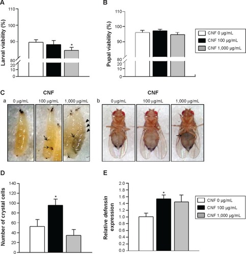 Figure 2 Effects of CNFs on larval and pupal viability in Drosophila.Notes: (A) Larval viability was determined based on the pupa:egg ratio. Oral administration of CNFs at a dose of 100 μg/mL did not significantly affect larval viability (black bar), whereas 1,000 μg/mL of CNF administration significantly reduced larval viability (gray bar) compared to the control (white bar). *P<0.05. (B) Pupal viability was determined based on the eclosed adult:pupa ratio. CNF administration at both 100 and 1,000 μg/mL did not significantly alter pupal viability. (C) Microscopic images of larvae (a) and adult flies (b) reared on CNF-containing food. Larvae and adult flies reared on CNF-containing food showed dark masses on their body cavities (arrows). Arrowheads indicate melanotic spots in segments of larvae. (D) The number of crystal cells in larvae reared on CNF-containing food and visualized by heat shock-induced melanization increased upon administration of 100 μg/mL of CNFs. *P<0.05. (E) The mRNA levels of defensin were analyzed via real-time quantitative polymerase chain reaction. Expression level of defensin was increased upon 100 μg/mL of CNF administration. *P<0.05.Abbreviation: CNF, carbon nanofiber.