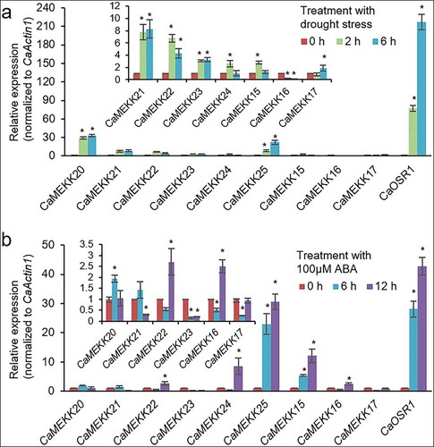 Figure 2. Expression pattern of drought-induced MEKK genes in response to drought stress and ABA. Expression levels of CaMEKK genes were measured by qRT-PCR analysis using cDNA derived from total RNA that was extracted from the third and fourth leaves of six-leaf stage pepper plants following drought stress (a) and spraying with 100 μM ABA (b). Expression level of each CaMEKK gene was normalized to that of CaActin1, an internal control gene, calculated using the delta-delta Ct method,Citation27 and the value at 0 h was set to 1.0. qRT-PCR analysis was performed in duplicate, with three biological repeats, and data represent the mean ± standard error. Asterisks indicate significant differences compared to the value at 0 h of each gene (Student’s t-test; P < .05)