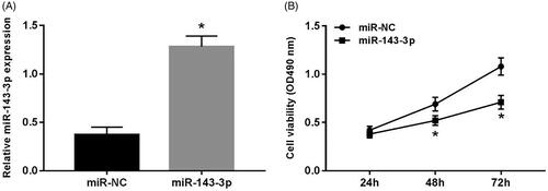 Figure 2. Effect of overexpression of miR-143-3p on proliferation of U2OS cells. (A) The expression of miR-143-3p in U2OS cells after transfection of miR-143-3p mimics; (B) the detection of U2OS cell viability after overexpression of miR-143-3p. Compared with the miR-NC group, *p < .05.