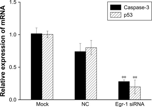 Figure 7 The effect of Egr-1 on expression of p53 and caspase-3 mRNA in HepG2 cells.