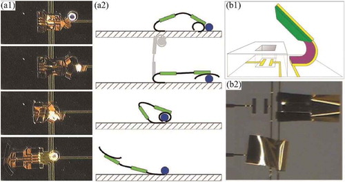 Figure 18. Applications of conductive polymerbi-layer actuators: (a) robot for handling microscopic glass beads, (b) cell clinic with an active hinge. Figure (a) reprinted with permission from [Citation2]. Figure (b) reprinted with permission from [Citation3].