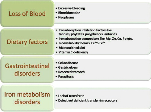 Figure 1. Factors responsible for iron deficiency anaemia.