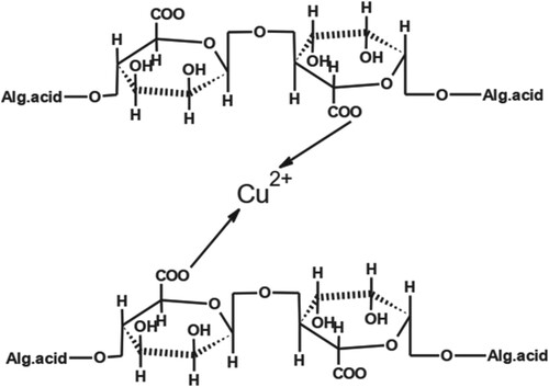 Figure 11. Structure of complex formed by combination of Cu (II) with AA.