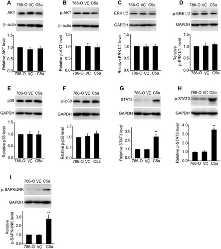 Figure 6 Secretory over-expression of C5a significantly increased the expression and activation of JNK/STAT3 pathway. The level of AKT (A), phosphorylated AKT (p-AKT, (B), ERK1/2 (C), phosphorylated ERK1/2 (p-ERK1/2, (D), p38 (E), phosphorylated p38 (p-p38, (F), STAT3 (G), phosphorylated STAT3 (p-STAT3, (H) and phosphorylated JNK (p-SAPK/JNK, (I) were measured by Western blot method. All the experiments were repeated three times. **P<0.01 vs 786-O group in (G, H and I).