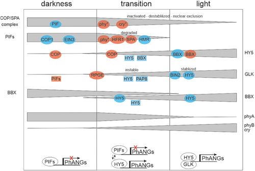 Figure 3. Schematic model of the dynamics of the core factors needed to regulate PhANG expression in the nucleus during darkness, transitional periods and in the light. The triangles depict varying levels of active protein found within the cell. Proteins coded in blue stabilise while those coded in red lead to activation or inactivation or degradation. Expression regulators are shown in a square, and interacting regulators are shown in a circle. The asterisk (*) denotes activated photoreceptors. Please refer to the text for further details.