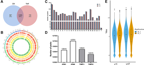 Figure 2 Transcriptome-wide m6A-Seq revealed global m6A modification patterns in MH7A cells after stimulation with TNF-α. (A) Venn diagram of m6A modified genes in the control group and the TNF-α group. (B) The distribution patterns of m6A peaks in different chromosomes. (C) The number of m6A peaks in per chromosome. (D) The number of m6A peaks in each group. (E), Violin plot of the relative abundance of m6A peaks in each group.