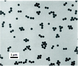 Figure 1. Monodisperse spherical silica particles synthesized by the hydrolysis and condensation of TEOS. (Reprinted with permission from [Citation35], Elsevier Ltd © 1968.)