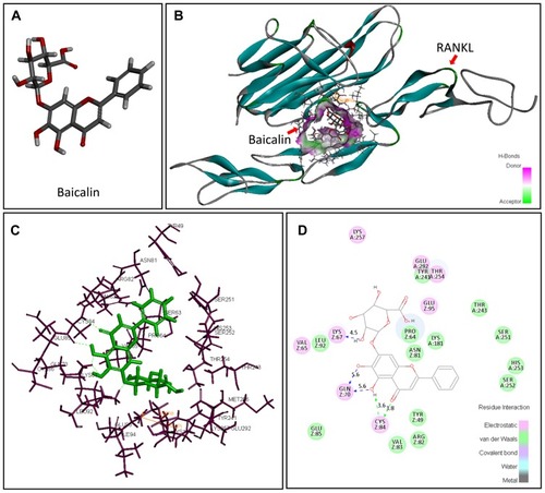 Figure 5 The specific interactions between RANKL and BA after the peptide automatic docked at the RANKL-active site. (A) Three-dimensional (3D) structure of baicalin; (B) Details hydrogen bonding interactions of RANKL-BA in the 3D schematic diagram; (C) Interactions of BA and amino acid residues of RANKL in 3D schematic diagram; (D) The 2D diagram of interactions between RANKL and BA. H-bonds with main chains of amino acids are represented by a green dashed arrow directed towards the electron donor. H-bonds with side-chains of amino acids are represented by a blue dashed arrow directed towards the electron donor (image obtained with Accelrys DS Visualizer software).