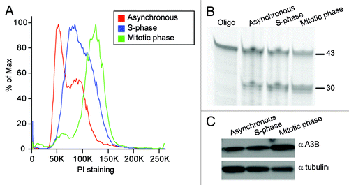 Figure 5. Similar A3B deaminase activity in untreated, S-phase and mitotic cell lysates. (A) Cell cycle profiles of asynchronous cells (red), S-phase cells (blue) and mitotic cells (green). See methods for synchronization details. (B) Deaminase assay using lysates from cell populations shown in (A). (C) Immunoblot of protein lysates from (A) probed with anti-A3B or anti-tubulin antibodies.