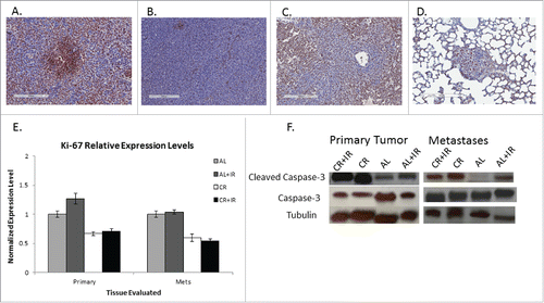 Figure 4. Tissue sections from both primary and metastatic tissue were examined for Ki-67 expression. Representative IHC images from metastatic tissue from each treatment group are shown from left to right: AL, AL+IR, CR, CR+IR (A-D). Each slide was imaged at 10X for presentation purposes. Tissue sections of metastases stained for Ki-67 were scored as a percentage based on staining intensity. On average AL mice exhibited a Ki-67 score of 53.8% ± 0.58, mice in the AL+IR group had Ki-67 score of 40.3% ± 0.48, mice in the CR group had Ki-67 score of 26.9% ± 3.89 and mice in the CR+IR group had Ki-67 score of 10.5% ± 0.86 (p = 0.003, p = .0.019 and p = 0.0006, respectively). Relative expression levels of Ki-67 normalized to the AL group demonstrate the decrease in proliferation across treatment groups (E). Similarly, protein gel blotting for intact caspase-3 and cleaved caspase-3 show an increase in apoptosis in CR and CR+IR groups when compared with the AL group (F). Error in panels E and F are reported as SEM. *Indicates significance in comparison with AL group.